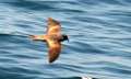 Ashy Storm-petrel