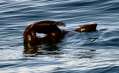 Northern Fur Seal