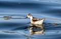 Red-necked Phalarope