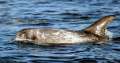 Risso's Dolphin