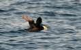 Tufted Puffin