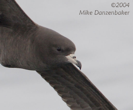 Flesh-footed Shearwater