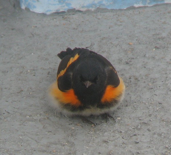 American Redstart