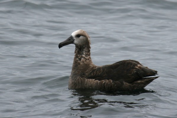 Black-footed Albatross