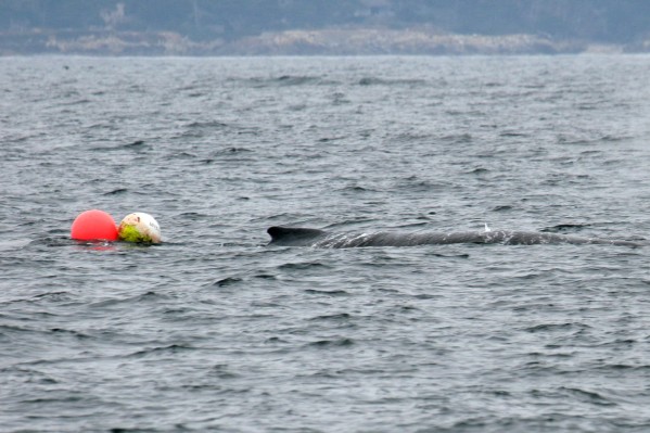 Humback Whale