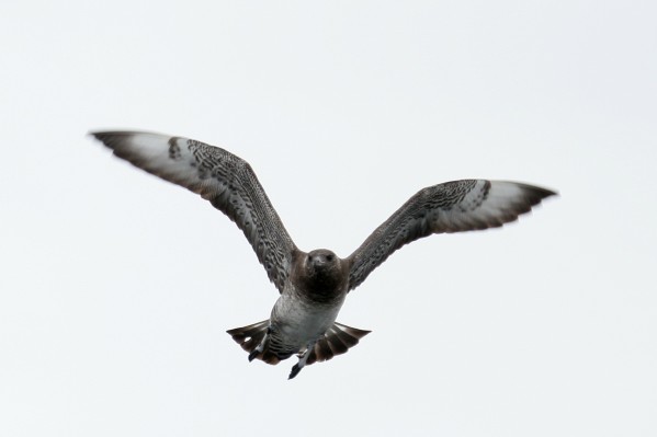 Pomarine Jaeger