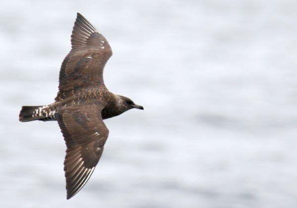 Pomarine Jaeger