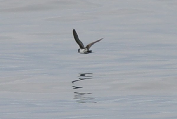 Leucistic Ashy Storm-Petrel