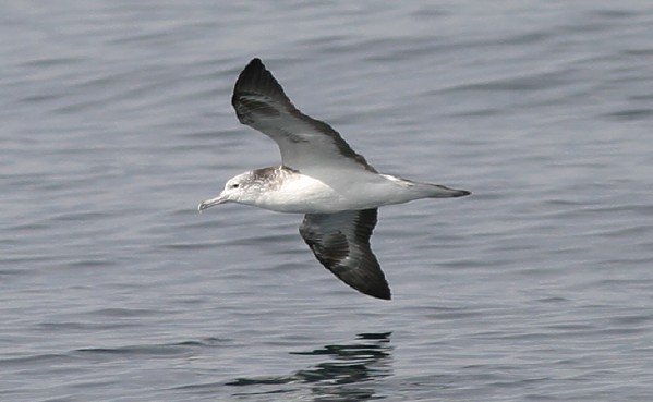 Streaked Shearwater