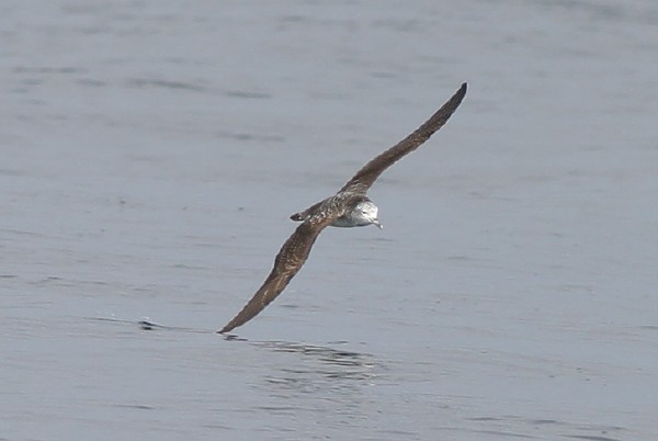 Streaked Shearwater