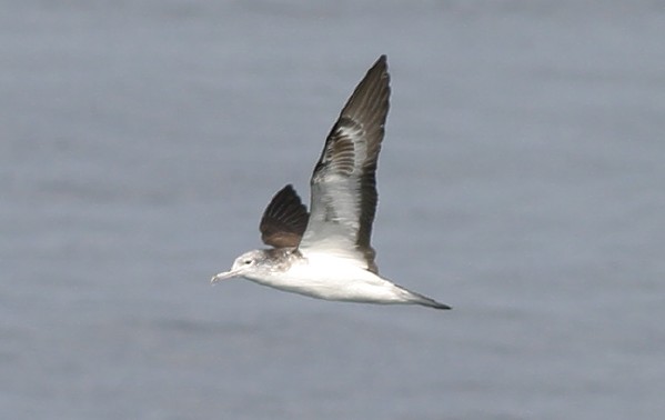 Streaked Shearwater