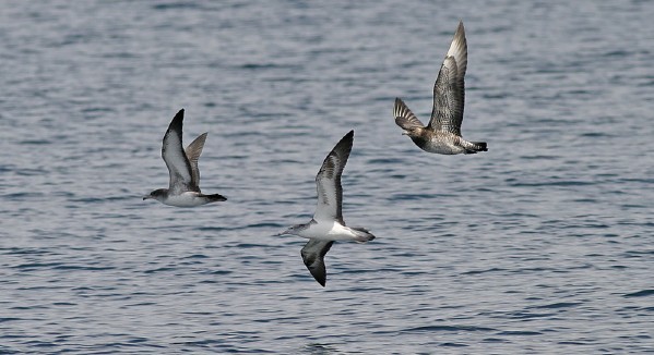 Pink-footed Shearwater, Streaked Shearwater, and Pomarine Jaeger