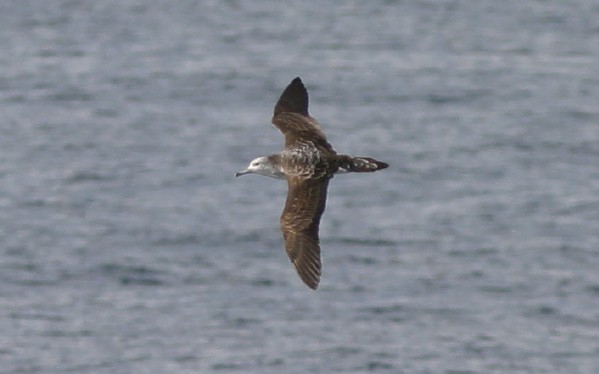 Streaked Shearwater