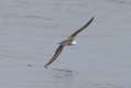 Streaked Shearwater