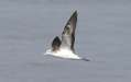 Streaked Shearwater