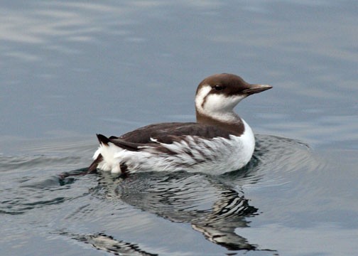 Common Murre