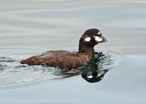 Harlequin Duck