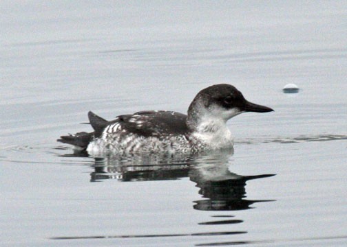 Pigeon Guillemot