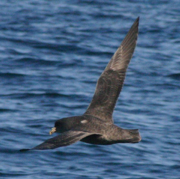 Northern Fulmar