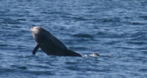 Risso's Dolphin