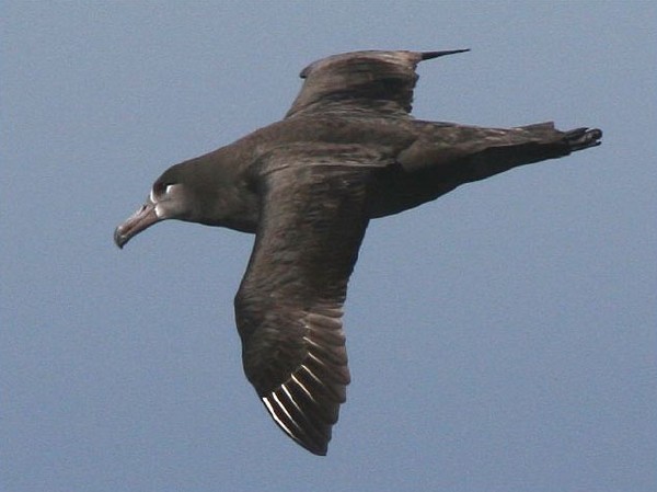 Black-footed Albatross