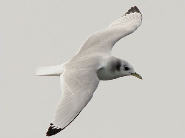 Black-legged Kittiwake