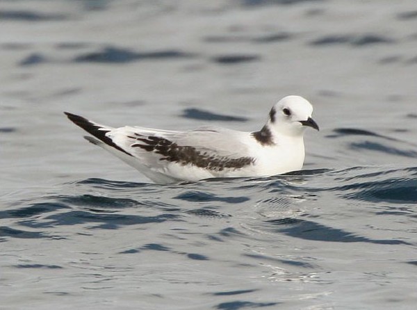 Black-legged Kittiwake