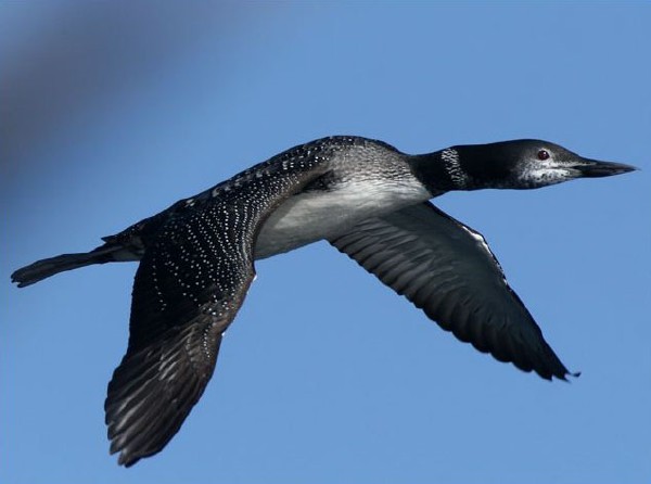 Common Loon