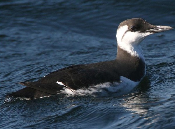 Common Murre