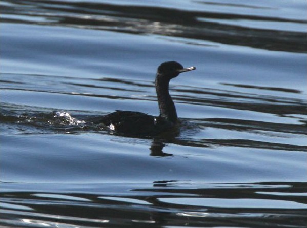 Pelagic Cormorant