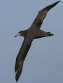 Black-footed Albatross