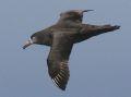 Black-footed Albatross