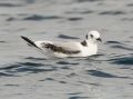 Black-legged Kittiwake