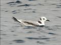 Black-legged Kittiwake