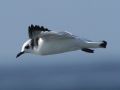 Black-legged Kittiwake