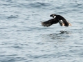 Horned Puffin copyright Don Doolittle 2008