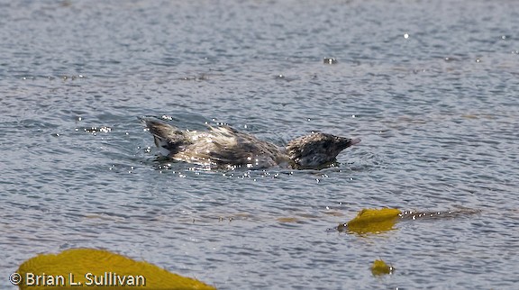 Ancient Murrelet