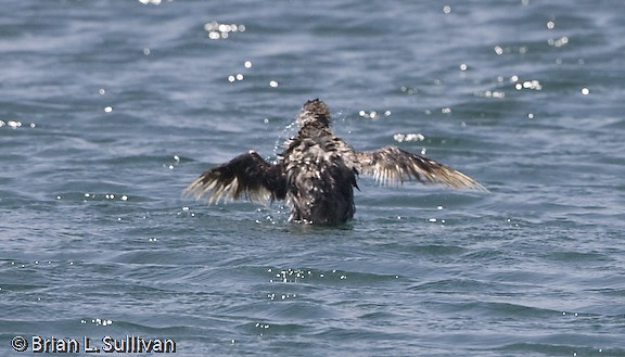 Ancient Murrelet