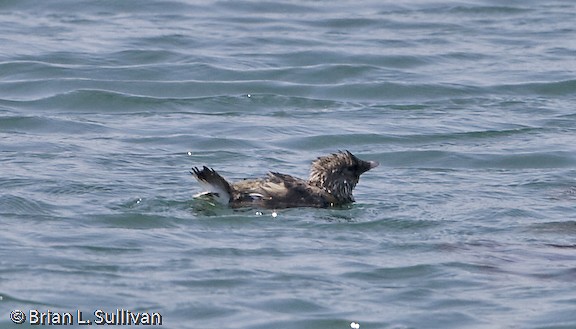 Ancient Murrelet