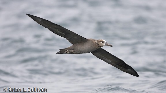 Black-footed Albatross