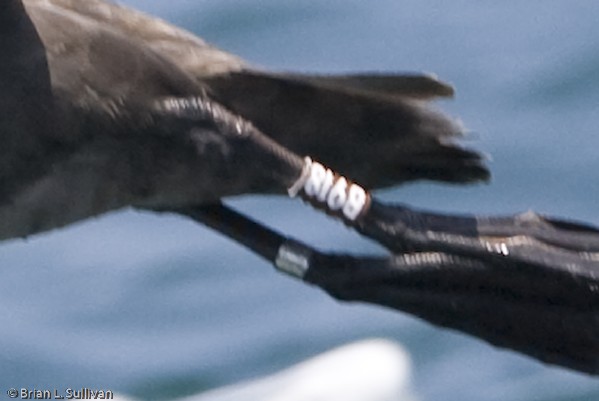 Black-footed Albatross