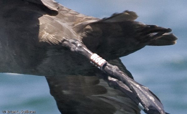 Black-footed Albatross