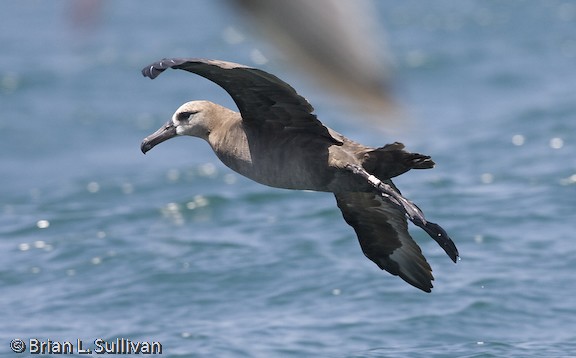 Black-footed Albatross