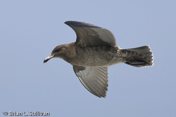 Heermann's Gull