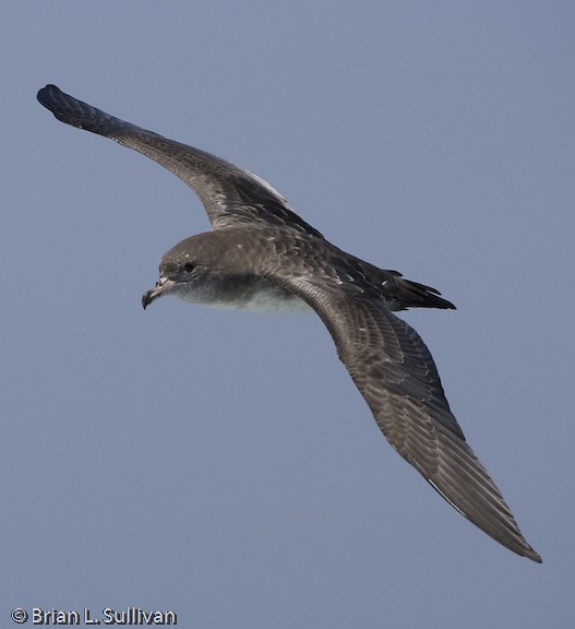 Pink-footed Shearwater