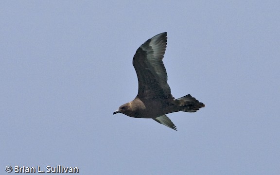 Pomarine Jaeger