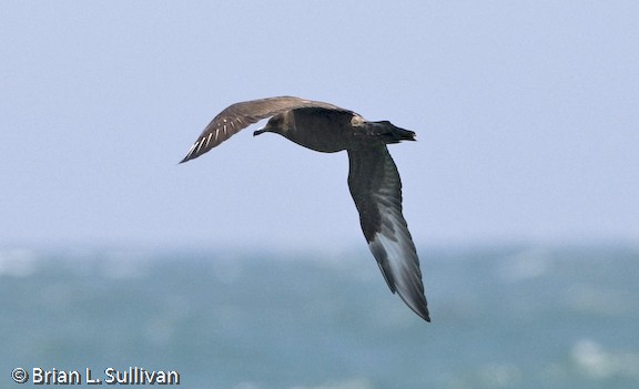 Pomarine Jaeger