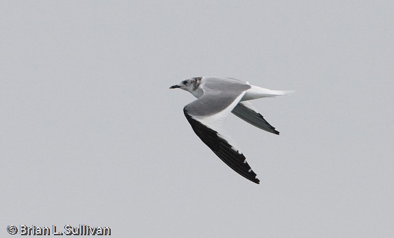 Sabine's Gull