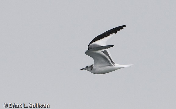 Sabine's Gull