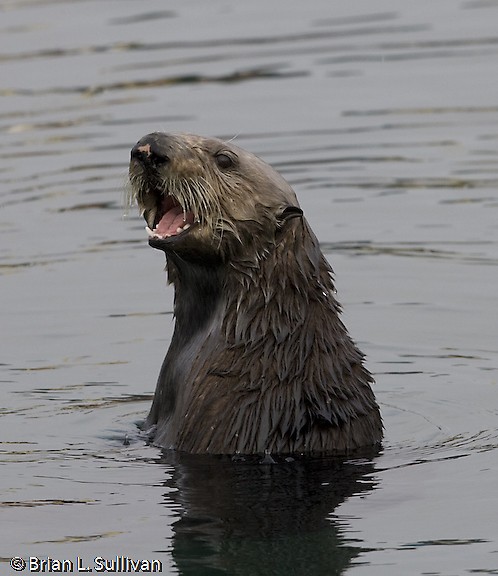 Sea Otter